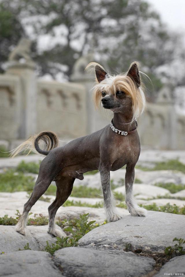 狗狗玩具球多少钱一个?揭秘宠物玩具价格背后的秘密